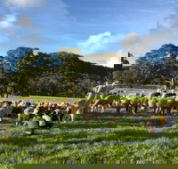 Alpaca Farm 2 hour Tour - Tourism Canberra