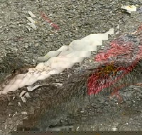 Food Tours Australia Cleland Wildlife Tour - Tourism Canberra