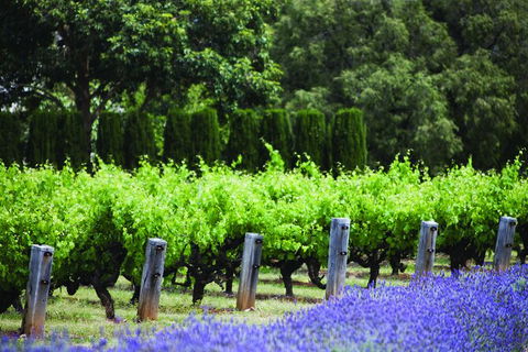 Ultimate Penfolds Magill Estate Experience - Tourism Canberra 4