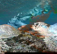 Great Barrier Reef Sailing and Snorkeling Cruise from Port Douglas - Tourism Canberra