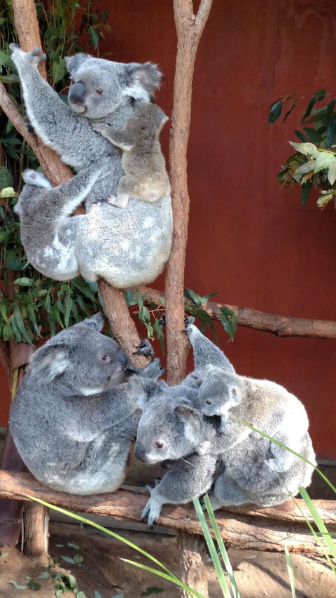 Lone Pine Koala Sanctuary Day Pass - Tourism Canberra 2