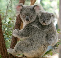 Lone Pine Koala Sanctuary Day Pass - Tourism Canberra
