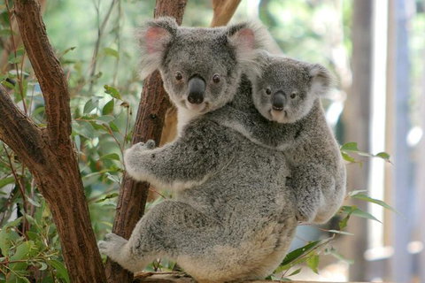 Lone Pine Koala Sanctuary Day Pass - Tourism Canberra 0