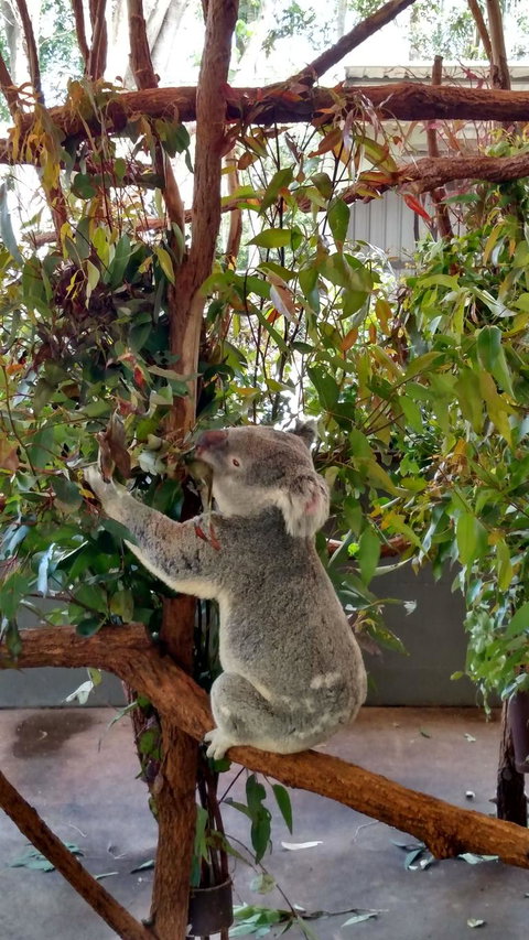 Lone Pine Koala Sanctuary Day Pass - Tourism Canberra 5