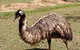 Lone Pine Koala Sanctuary Day Pass - thumb 8
