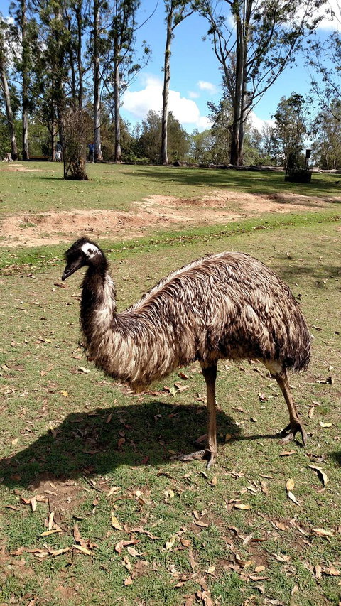 Lone Pine Koala Sanctuary Day Pass - Tourism Canberra 8