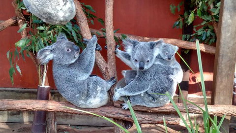 Lone Pine Koala Sanctuary Day Pass - Tourism Canberra 3