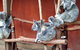 Lone Pine Koala Sanctuary Day Pass - thumb 4