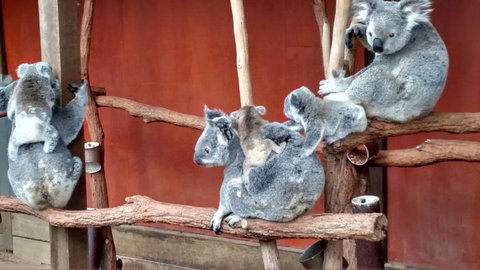 Lone Pine Koala Sanctuary Day Pass - Tourism Canberra 4