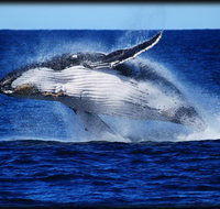 Whale Watching Cruise from Redcliffe Brisbane or the Sunshine Coast - Tourism Canberra