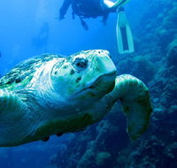 Scuba Dive the S.S. Yongala Wreck on the Great Barrier Reef. - Tourism Canberra