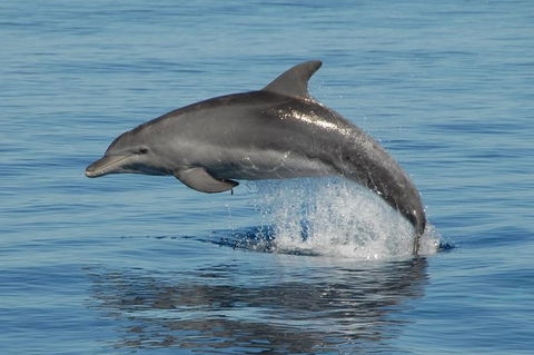 Fraser Island & Dolphin Sailing Adventure - Tourism Canberra 1