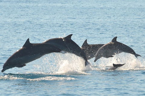 Fraser Island & Dolphin Sailing Adventure - Tourism Canberra 5