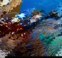 Quicksilver Dive 4 Day PADI Learn to Dive Course - Tourism Canberra