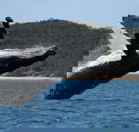 Hervey Bay Ultimate Whale Watching Cruise - Tourism Canberra