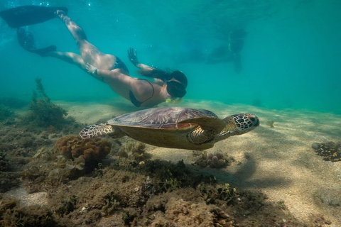 Half Day Low Isles Snorkelling Tour From Port Douglas - Tourism Canberra 6