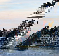 Hervey Bay Whale Watching Cruise - Tourism Canberra