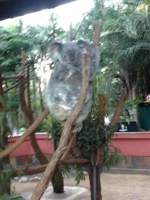 Hartley's Crocodile Adventures Day Trip From Cairns - Tourism Canberra 7