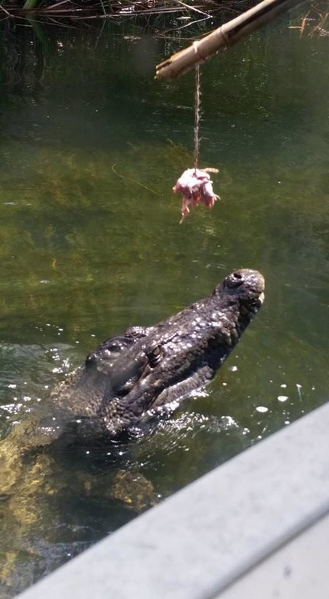 Hartley's Crocodile Adventures Day Trip From Cairns - Tourism Canberra 11