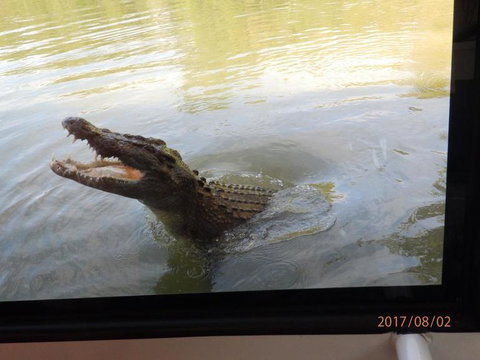 Hartley's Crocodile Adventures Day Trip From Cairns - Tourism Canberra 4