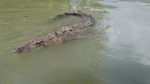 Hartley's Crocodile Adventures Day Trip From Cairns - Tourism Canberra 10
