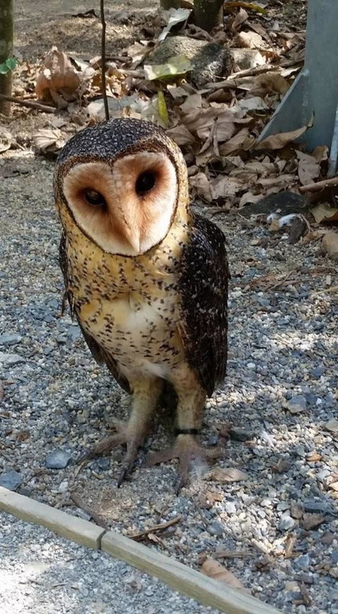 Hartley's Crocodile Adventures Day Trip From Cairns - Tourism Canberra 9