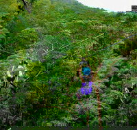 Tamborine Mountain Daily Service Treetop Challenge and Thunderbird Park - Tourism Canberra