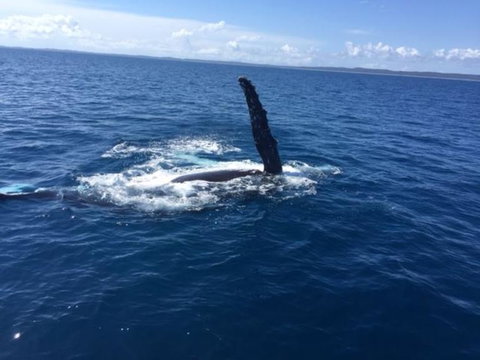 Three-Quarter Day Hervey Bay Premium Whale Watching Cruise - Tourism Canberra 7