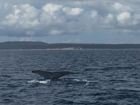 Three-Quarter Day Hervey Bay Premium Whale Watching Cruise - Tourism Canberra 5