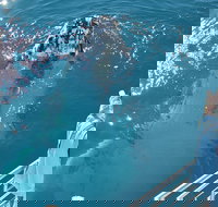 Three-Quarter Day Hervey Bay Premium Whale Watching Cruise - Tourism Canberra