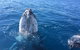 Three-Quarter Day Hervey Bay Premium Whale Watching Cruise - thumb 8