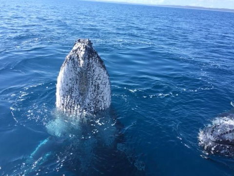 Three-Quarter Day Hervey Bay Premium Whale Watching Cruise - Tourism Canberra 8