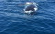 Three-Quarter Day Hervey Bay Premium Whale Watching Cruise - thumb 6