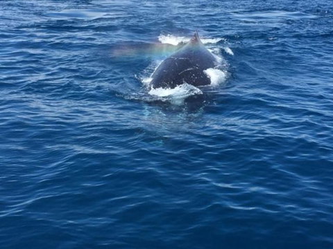 Three-Quarter Day Hervey Bay Premium Whale Watching Cruise - Tourism Canberra 6