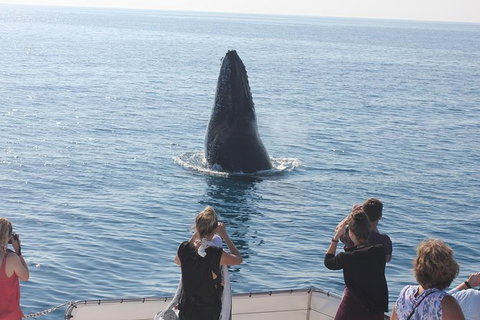 Three-Quarter Day Hervey Bay Premium Whale Watching Cruise - Tourism Canberra 1