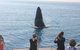 Three-Quarter Day Hervey Bay Premium Whale Watching Cruise - thumb 20
