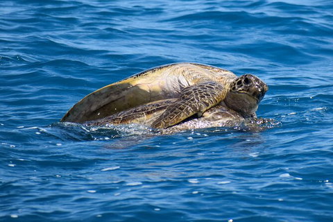 Three-Quarter Day Hervey Bay Premium Whale Watching Cruise - Tourism Canberra 19
