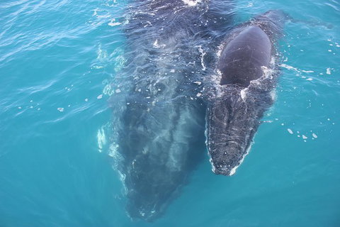Three-Quarter Day Hervey Bay Premium Whale Watching Cruise - Tourism Canberra 15