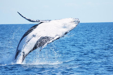 Three-Quarter Day Hervey Bay Premium Whale Watching Cruise - Tourism Canberra 12