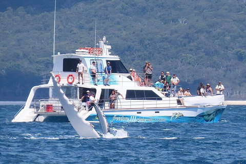 Three-Quarter Day Hervey Bay Premium Whale Watching Cruise - Tourism Canberra 16