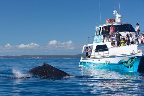 Three-Quarter Day Hervey Bay Premium Whale Watching Cruise - Tourism Canberra 9