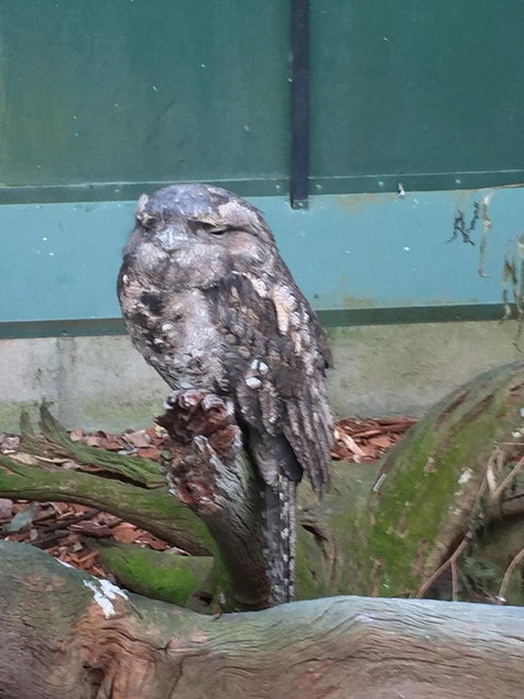 Wildlife Habitat Port Douglas - Tourism Canberra 7