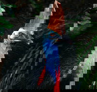 Wildlife Habitat Port Douglas - Tourism Canberra