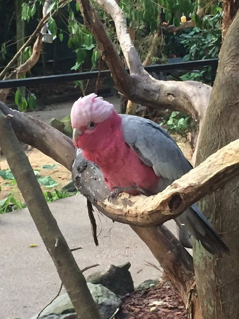 Wildlife Habitat Port Douglas - Tourism Canberra 3