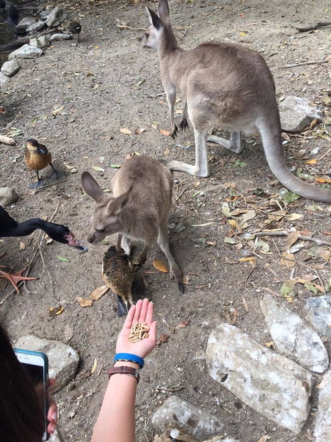 Wildlife Habitat Port Douglas - Tourism Canberra 5
