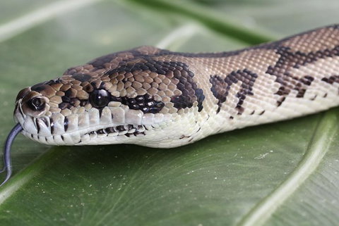 Wildlife Habitat Port Douglas - Tourism Canberra 12