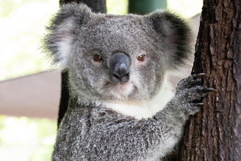 Wildlife Habitat Port Douglas - Tourism Canberra 13