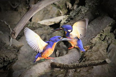 Daintree River Sunset Cruise - Tourism Canberra 1