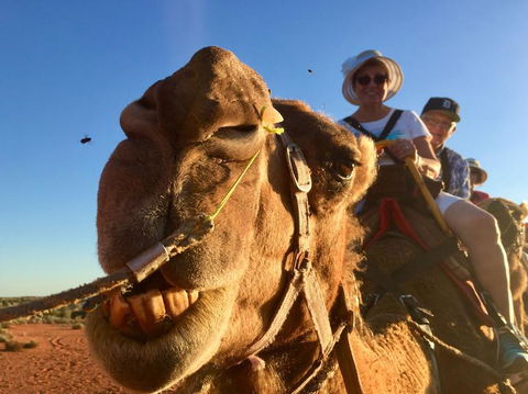Uluru Small-Group Tour By Camel At Sunrise Or Sunset - Tourism Canberra 7