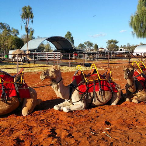 Uluru Small-Group Tour By Camel At Sunrise Or Sunset - Tourism Canberra 15